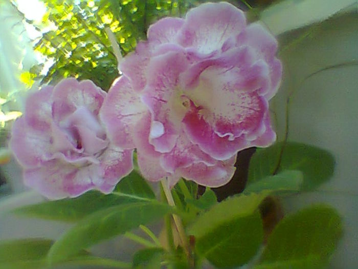 Satisfaction - Flori 2014