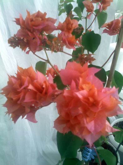 Pic_0724_754 - BOUGAINVILLEA       august - septembrie 2014