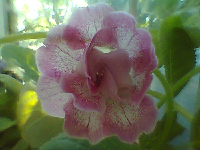 Satisfaction - Flori 2014