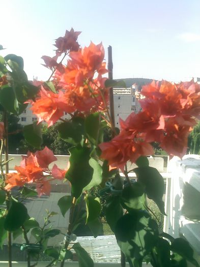 Pic_0726_765 - BOUGAINVILLEA       august - septembrie 2014