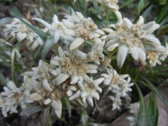 Leontopodium alpinum (2014, July 21) - LEONTOPODIUM Alpinum