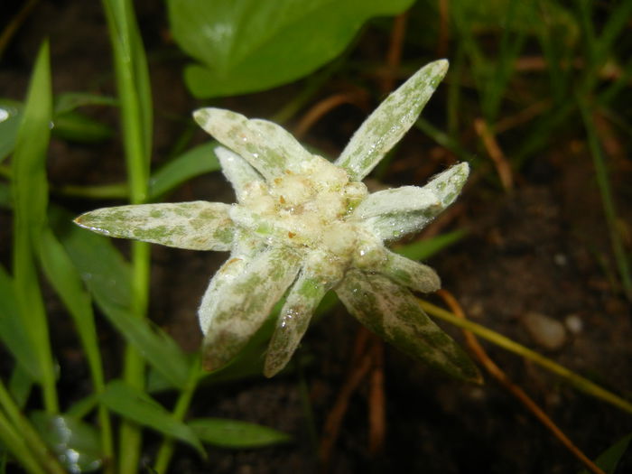 Leontopodium alpinum (2014, July 29)