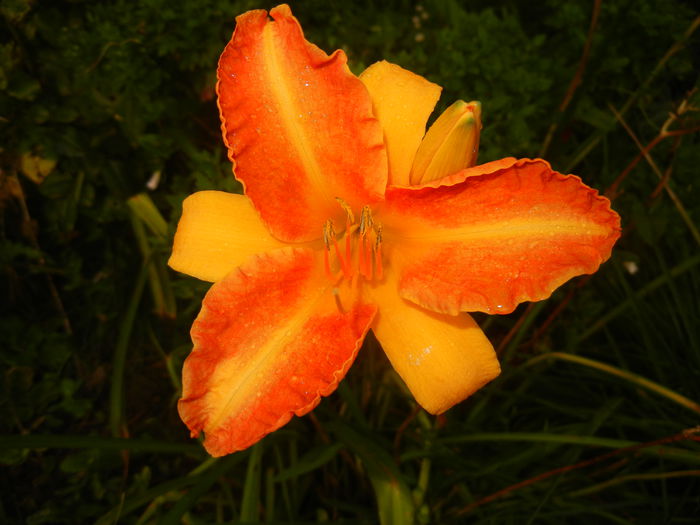 Hemerocallis Frans Hals (2014, July 29)