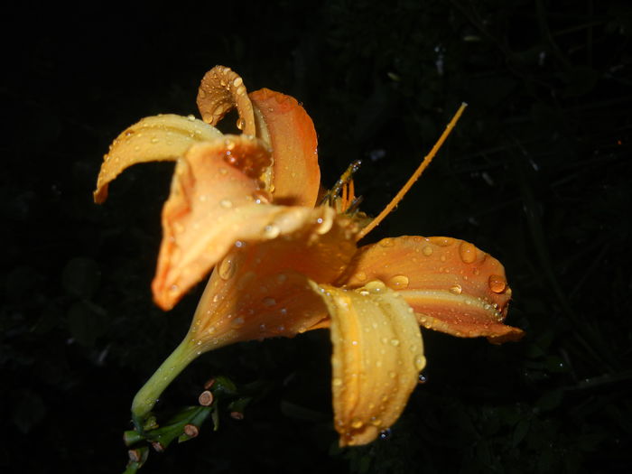 Hemerocallis Frans Hals (2014, Aug.03)