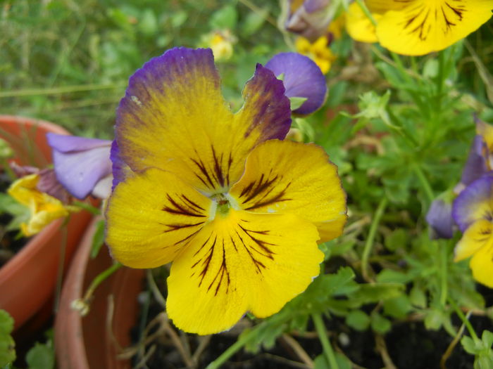 Pansy (2014, July 21) - PANSY_Viola x wittrockiana