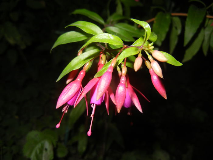 Fuchsia magellanica Gracilis (`14, Aug.03)