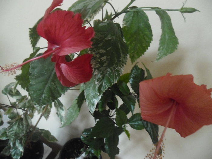 020 - Hibiscus 2014-1