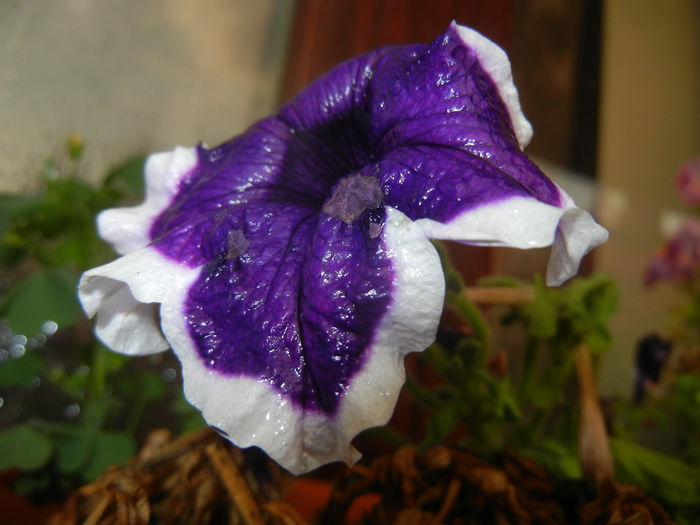 Blue & White Petunia (2014, July 29)