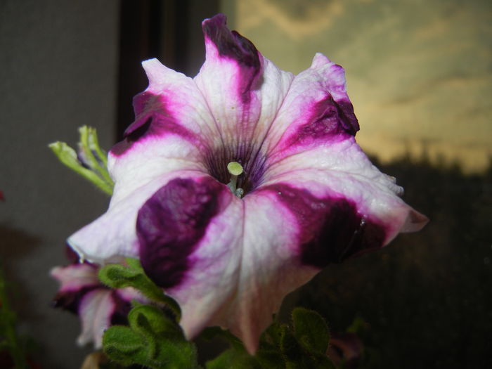 Petunia (2014, July 29)