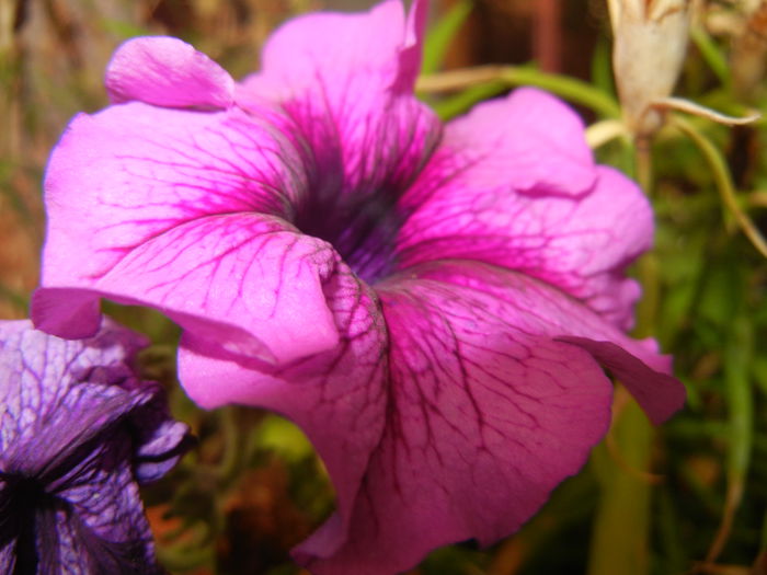 Purple Petunia (2014, July 29)