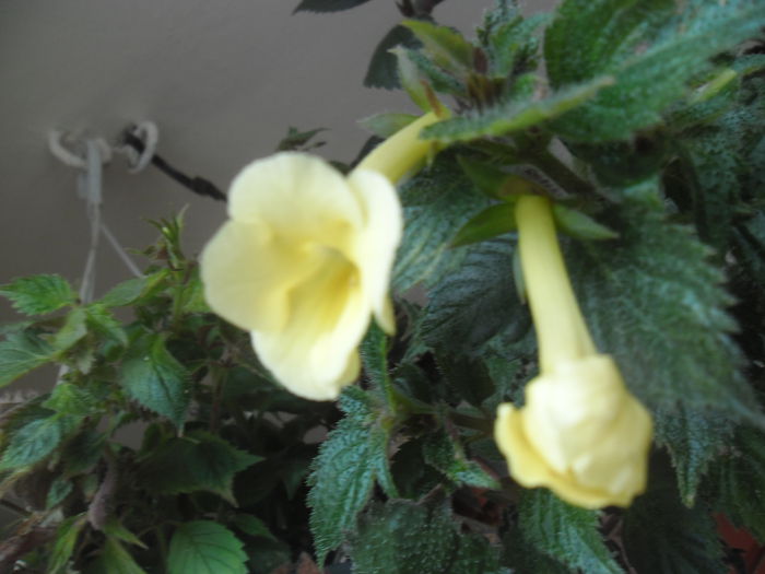 Himalayan sunrise - Achimenes