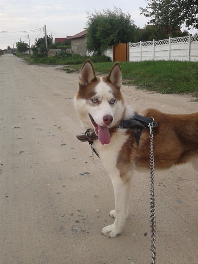 Plimbarea de seara :))                  2014-07-29 19.20.51 - Husky Siberian