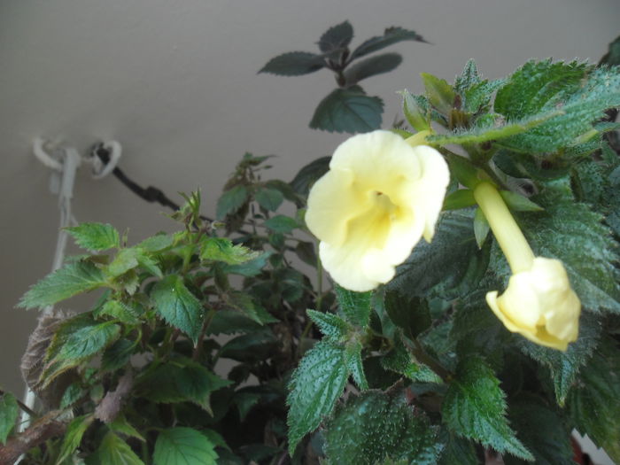 Himalayan sunrise - Achimenes