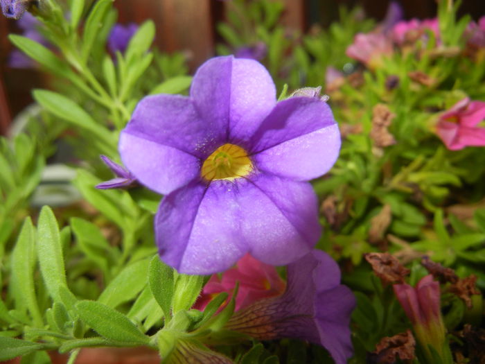 Calibrachoa Blue (2014, July 29)