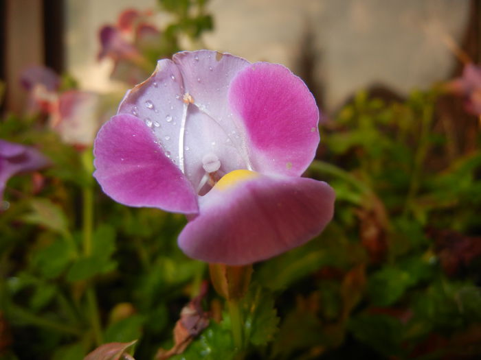 Torenia Rose Dream (2014, July 29)