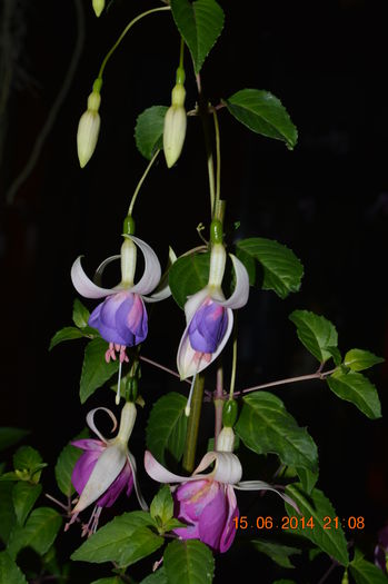 DSC_0230 - Fuchsiile mele-2014