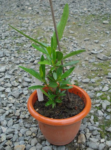 dupa 4 saptamani de la tundere, roz simplu