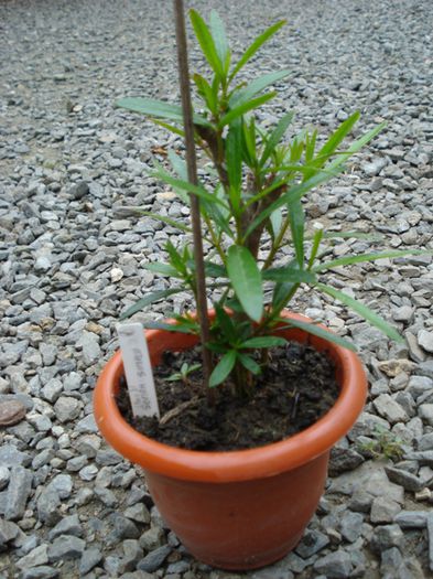 dupa 4 saptamani de la tundere, somon - leandru 2014