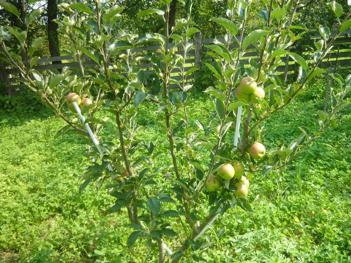 P1050774 - de prin gradina 2014