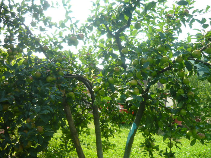 P1050776 - de prin gradina 2014