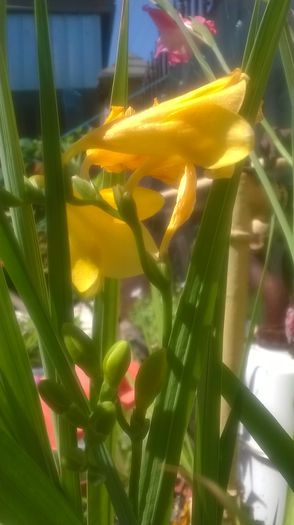 Frezie - Flori galbene din gradina mea