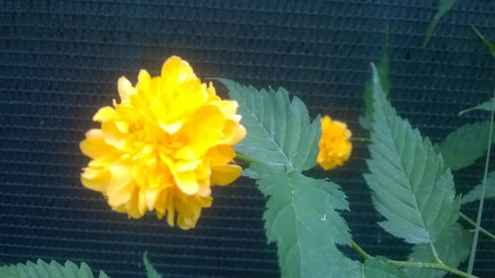 Kerria Japonica - Flori galbene din gradina mea