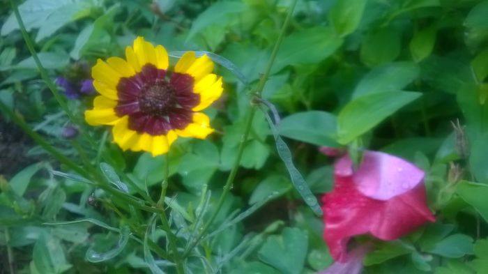Choreopsis - Flori galbene din gradina mea