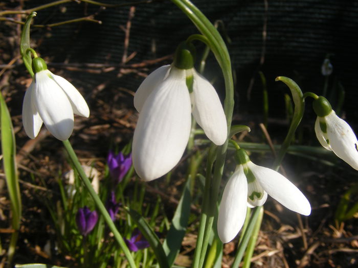 Ghiocei - Flori albe din gradina mea