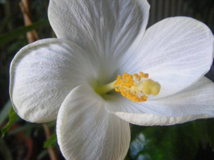 Hibiscus - Flori albe din gradina mea