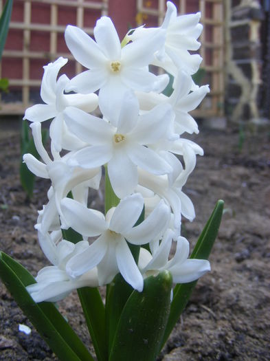 Zambila - Flori albe din gradina mea