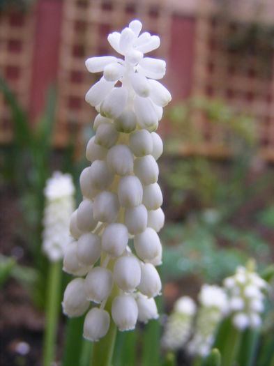 Muscari - Flori albe din gradina mea