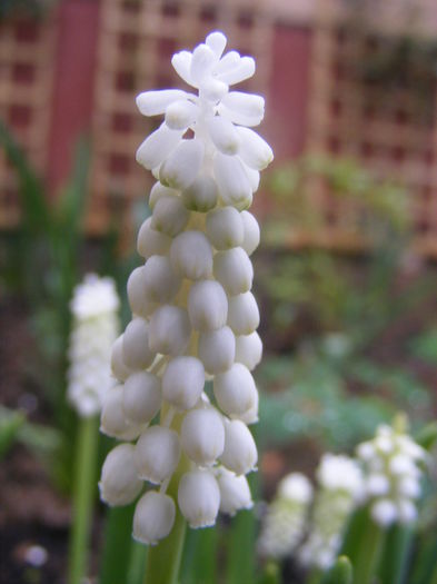 Muscari