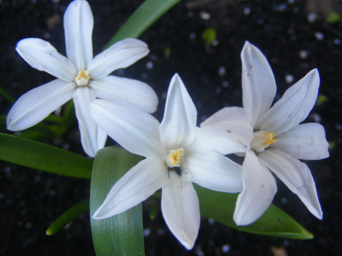 Chinodoxus - Flori albe din gradina mea