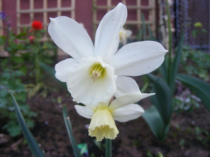 Narcise - Flori albe din gradina mea