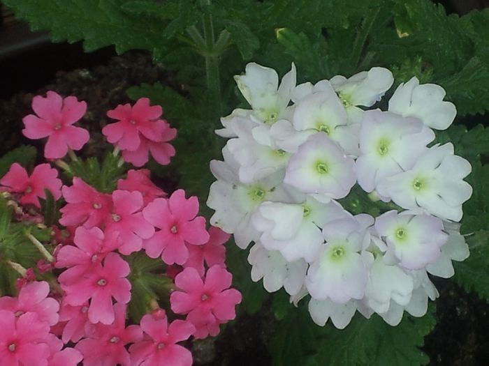 Verbena - Flori albe din gradina mea