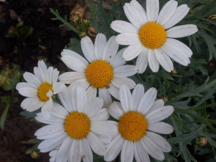 Mini crizanteme - Flori albe din gradina mea