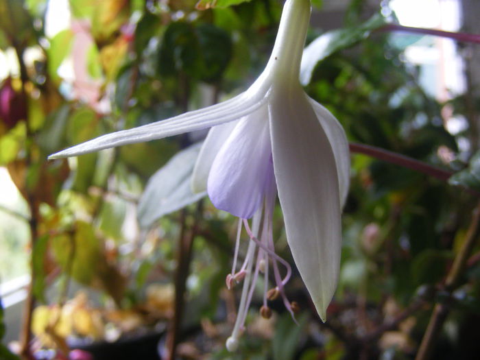 Fuchsia - Flori albe din gradina mea