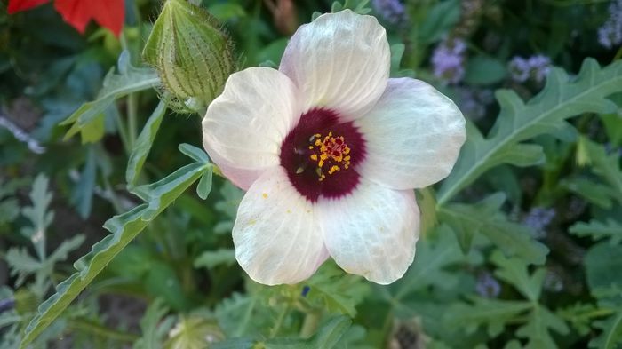  - Flori albe din gradina mea