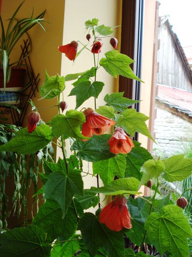 inceput de august (1) - abutilon