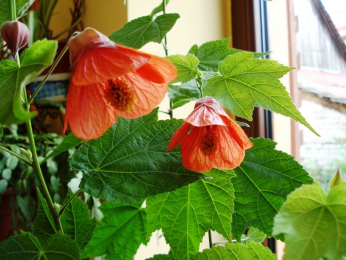 inceput de august (2) - abutilon