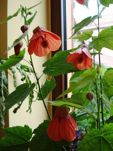 inceput de august (3) - abutilon