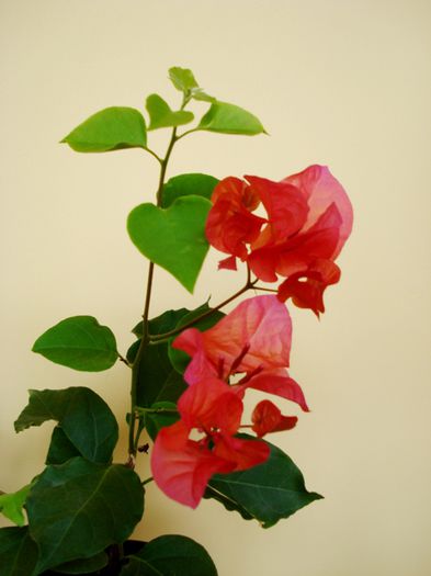 inceput de august - bougainvillea