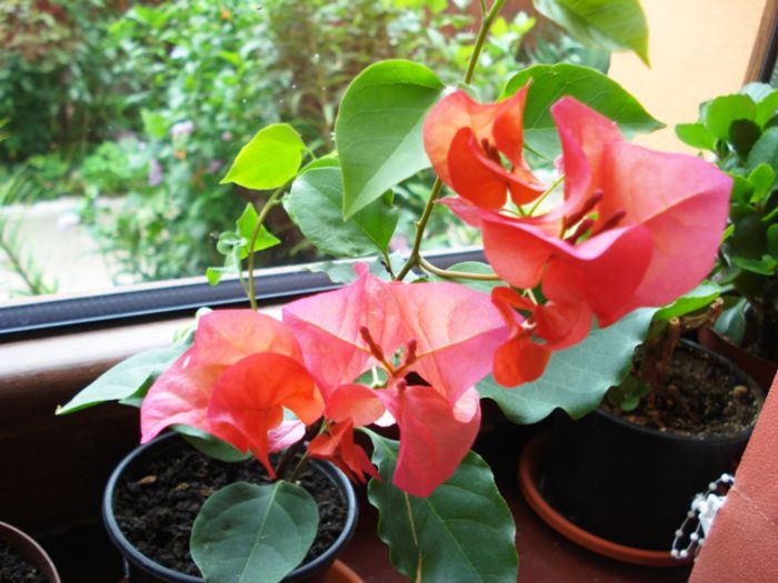 inceput de august - bougainvillea