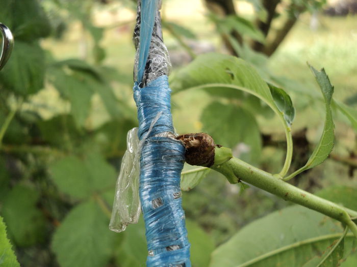 sfoara neslabita; nu am desfacut sfoara la timp si a strangilat altoiu
