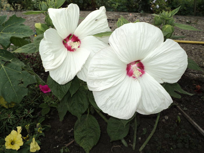 DSC04806 - 0-florile mele