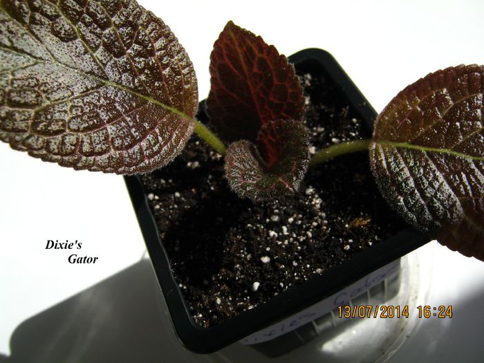 Dixies Gator - Episcia_D