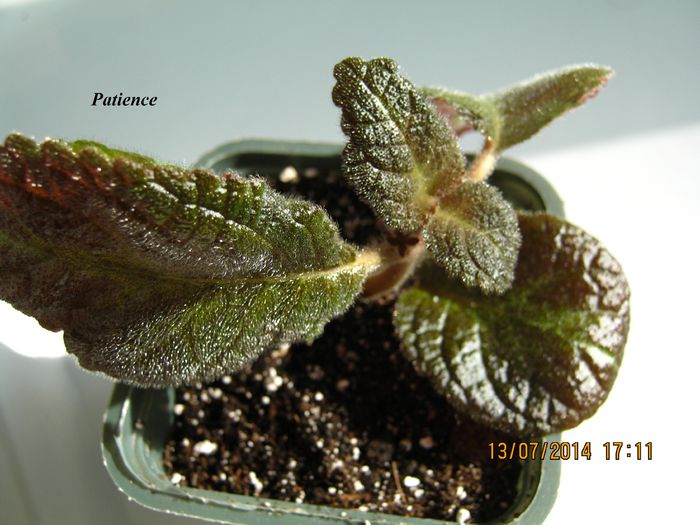 Patience - Episcia_P