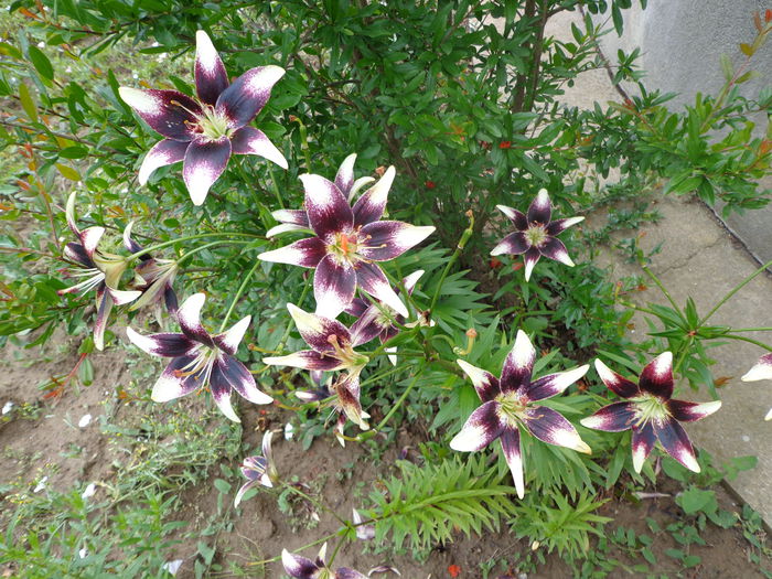 031 - Flori de gradina