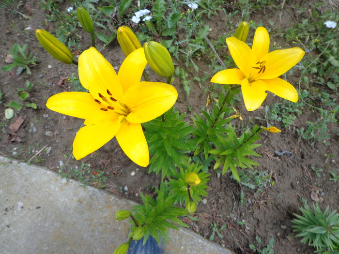 034 - Flori de gradina