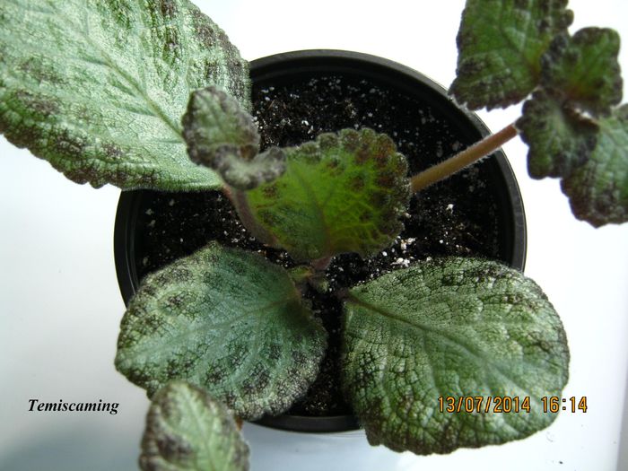 Temiscaming - Episcia_T